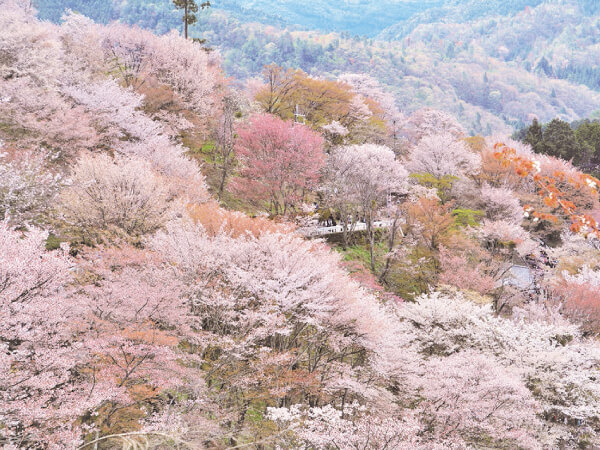 吉野千本桜と滝谷しだれ桜(2025)