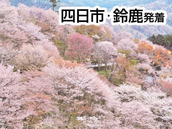 吉野千本桜と滝谷しだれ桜(2025)