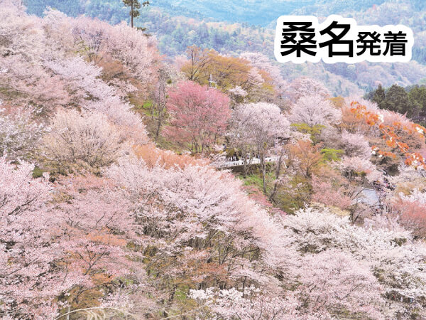 吉野千本桜と滝谷しだれ桜(2025)