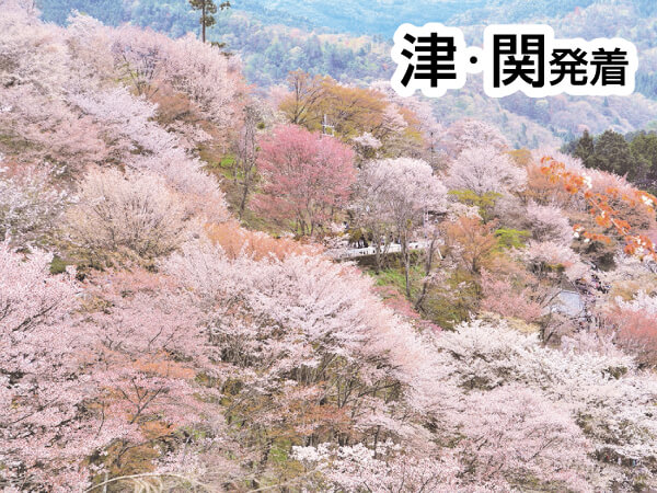 吉野千本桜と滝谷しだれ桜(2025)