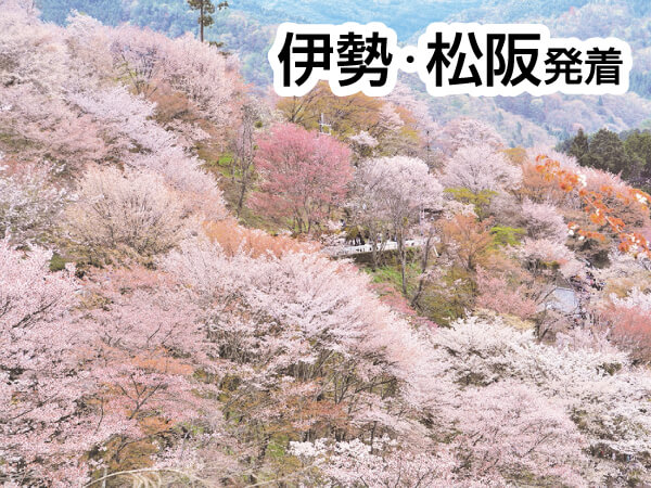 吉野千本桜と滝谷しだれ桜(2025)