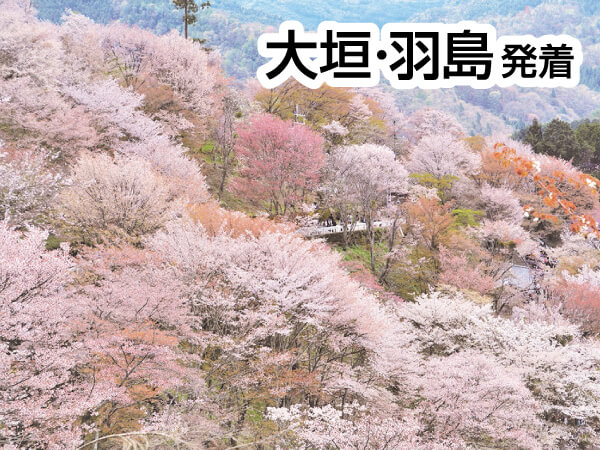 吉野千本桜(2025)