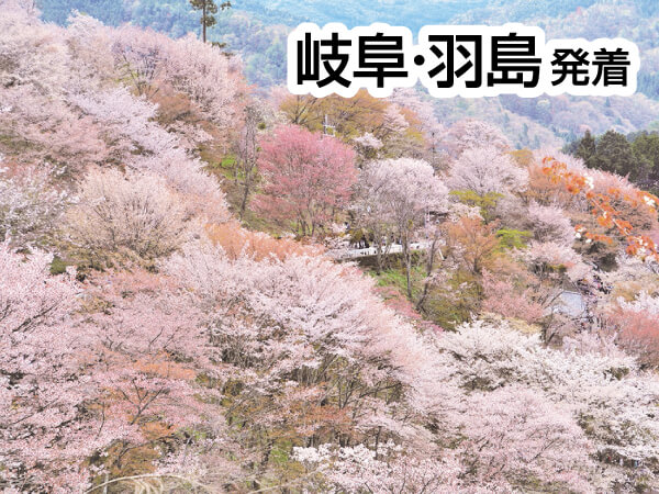 吉野千本桜(2025)