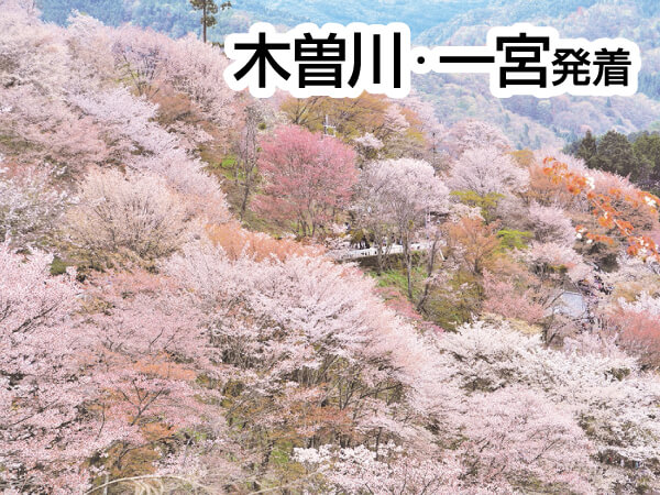 吉野千本桜(2025)