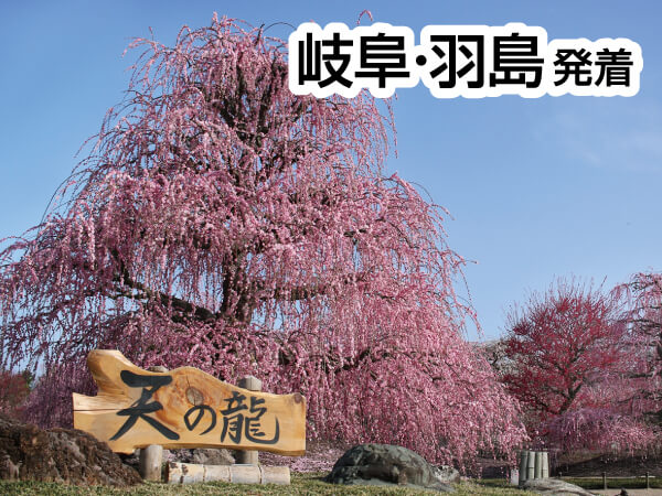 鈴鹿の森庭園「しだれ梅まつり」(2025)