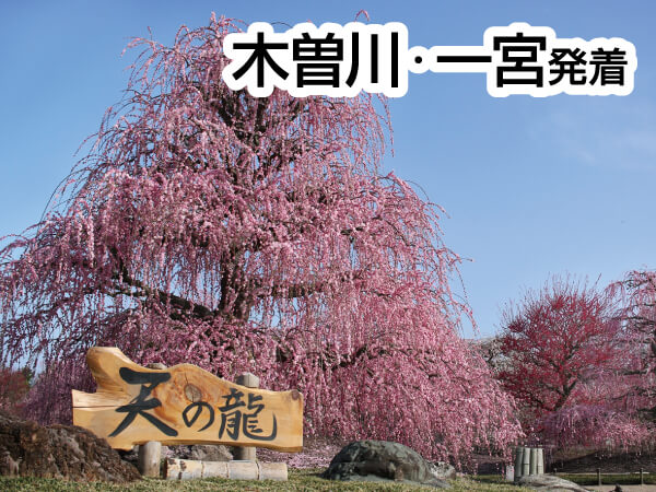 鈴鹿の森庭園「しだれ梅まつり」(2025)