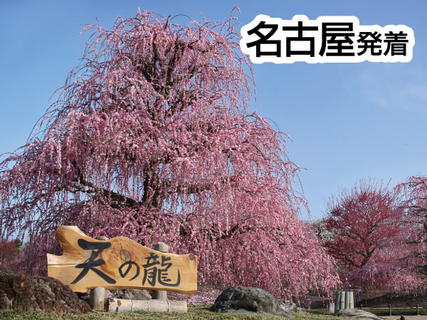 鈴鹿の森庭園「しだれ梅まつり」(2025)
