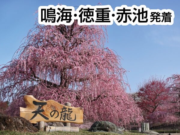 鈴鹿の森庭園「しだれ梅まつり」(2025)