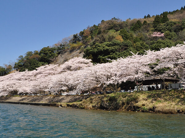 海津大崎お花見クルーズ(2025)