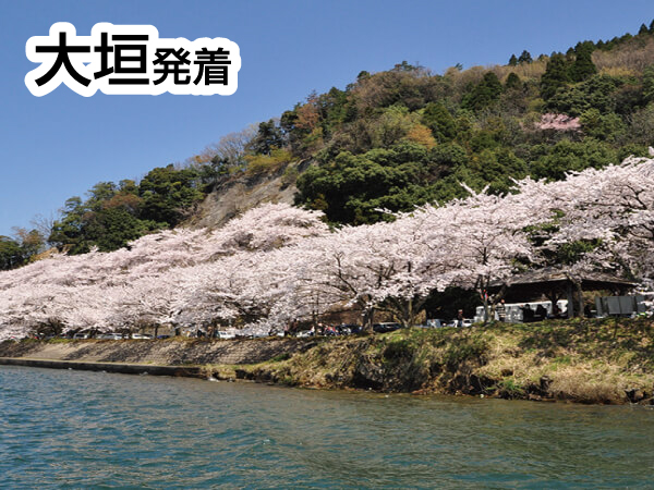 海津大崎お花見クルーズ(2025)