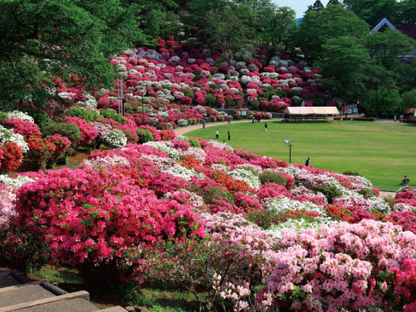永平寺とつつじ公園(2025)