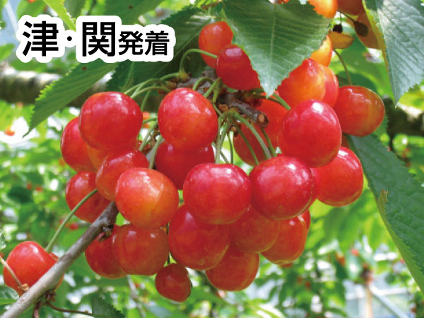 越前きたまえ寿司＆さくらんぼ狩り(2025)