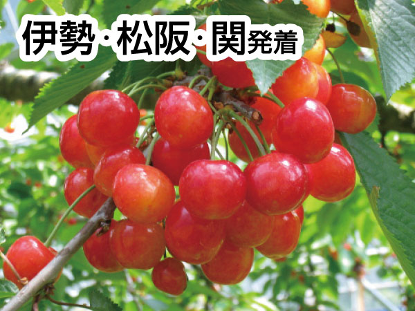 越前きたまえ寿司＆さくらんぼ狩り(2025)