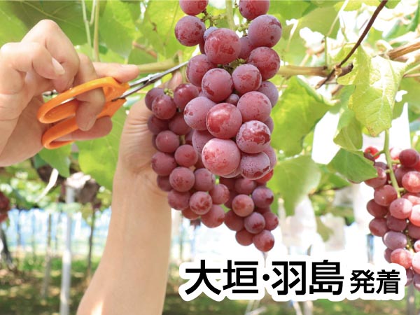 日本海選べるイカ・エビランチとぶどう狩り(2025