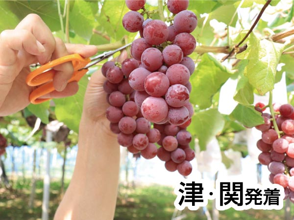 彦根旅 国産鰻重ランチ&ぶどう狩り(2025)