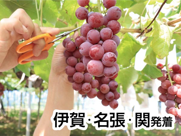 彦根旅 国産鰻重ランチ&ぶどう狩り(2025)