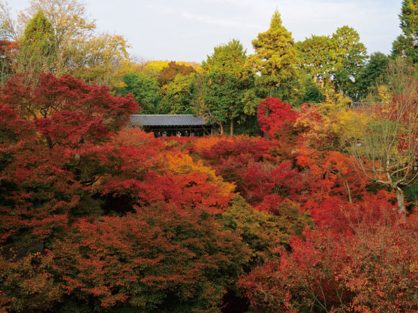 京都・渓山閣　松茸会席(2025)