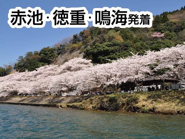 海津大崎お花見クルーズ(2026)