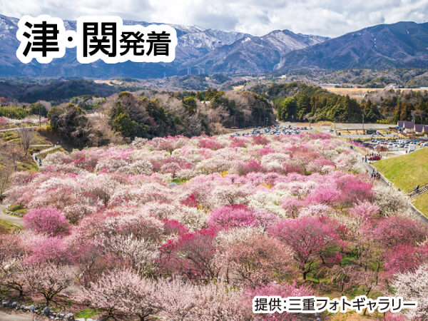 いなべ梅林公園・梅祭り(2026)