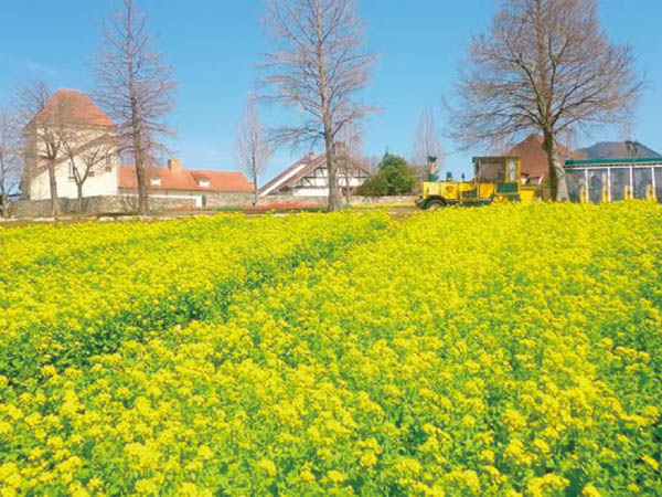 近江八幡水郷めぐり(2026)