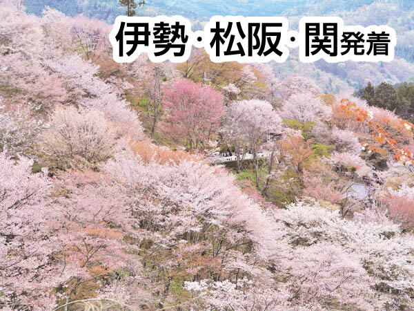 吉野千本桜(2026)