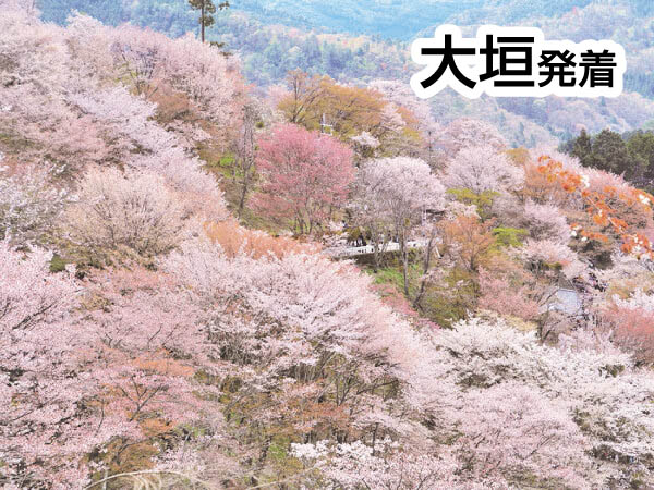 吉野千本桜(2026)