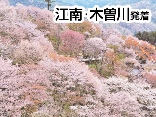 吉野千本桜(2026)