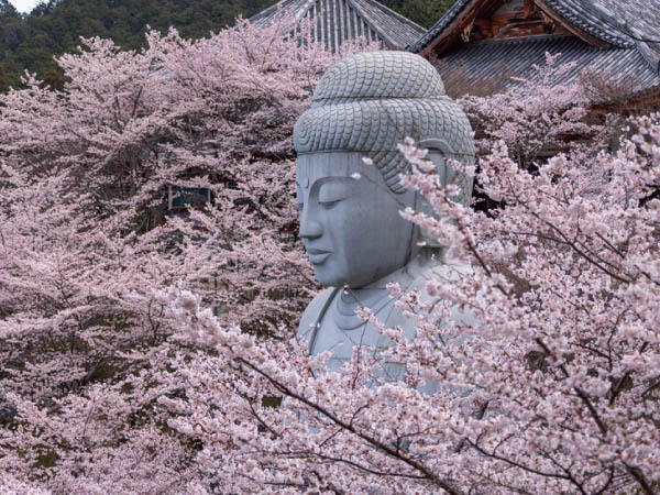 桜大仏・壷阪寺とあすか石舞台古墳(2026)