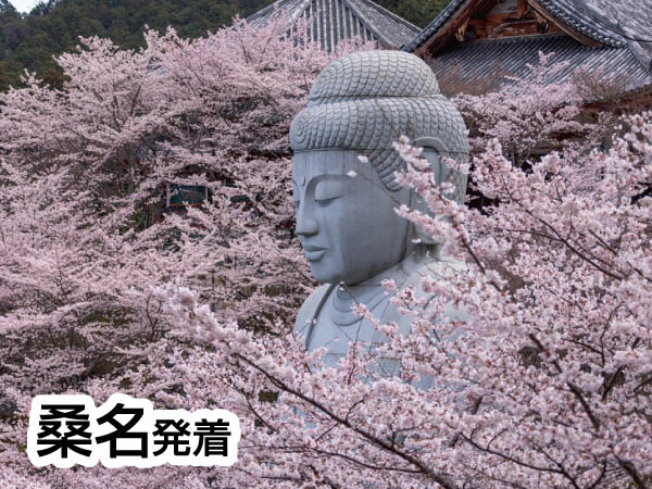 桜大仏・壷阪寺とあすか石舞台古墳(2026)