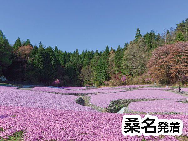 芝桜・花のじゅうたん(2026)