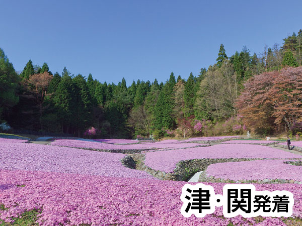 芝桜・花のじゅうたん(2026)