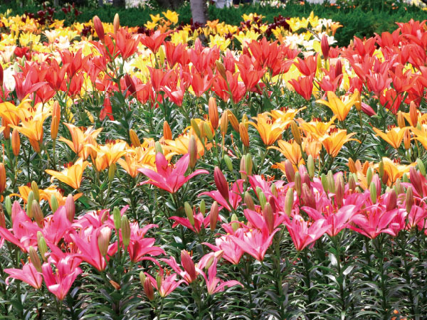 ツアーイメージ