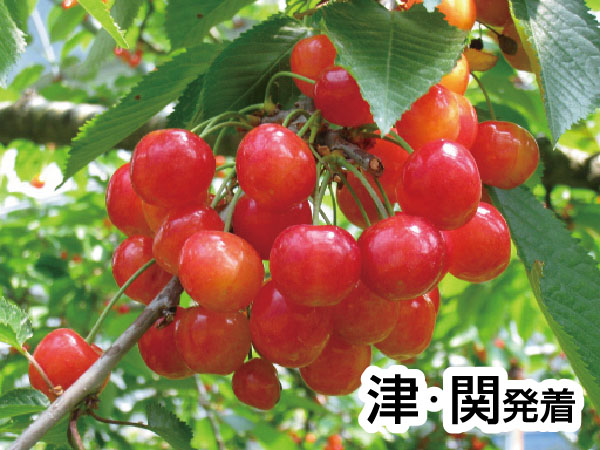 越前きたまえ寿司＆さくらんぼ狩り(2026)