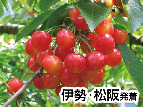 越前きたまえ寿司＆さくらんぼ狩り(2026)