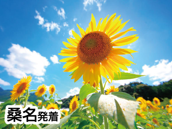 丹波 神戸牛&うなぎ&あわびランチ(2026)