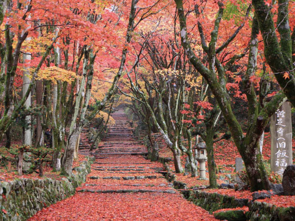 紅葉の鶏足寺(2026)
