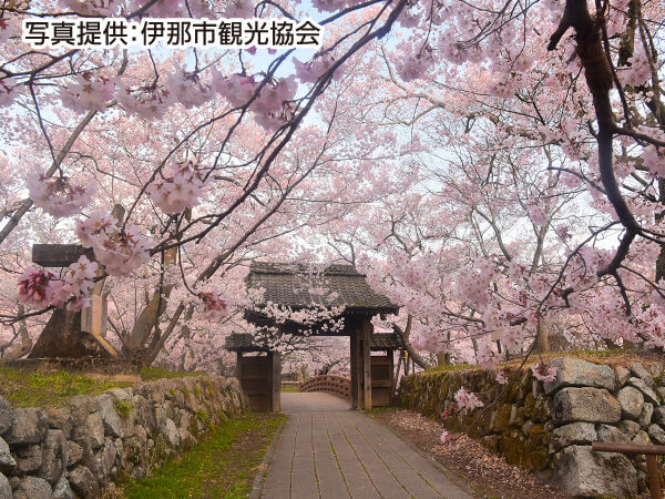 【宿泊】信州桜めぐり(2025)