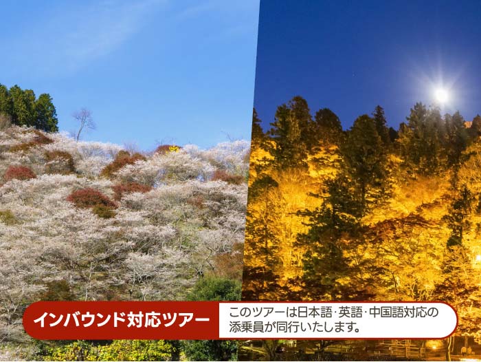 香嵐渓ライトアップと小原四季桜(2024)