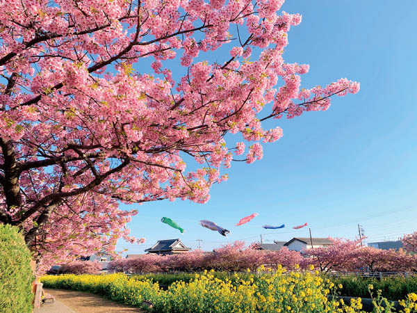 渥美魚市場セリ見学と舟盛御膳(2026)