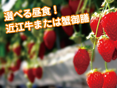 いちご狩り＆近江牛or蟹の選べるランチ
