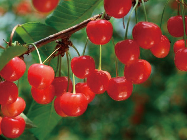 ツアーイメージ