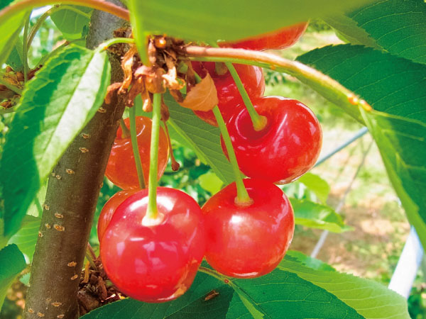 ツアーイメージ