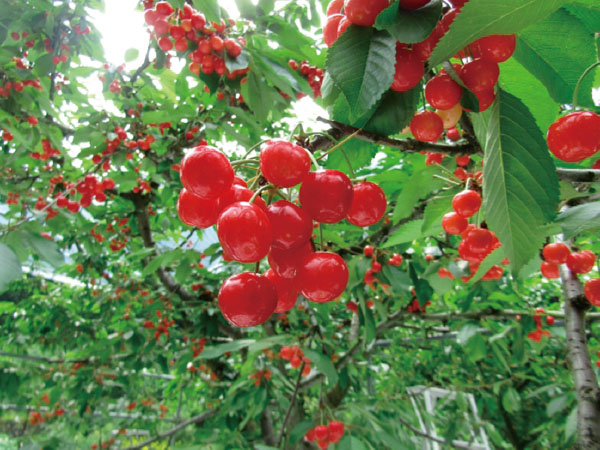 ツアーイメージ