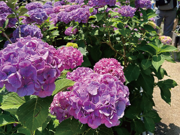 ツアーイメージ