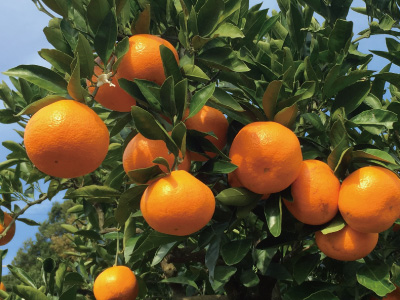 選べる昼食&みかん狩り&みかんお土産